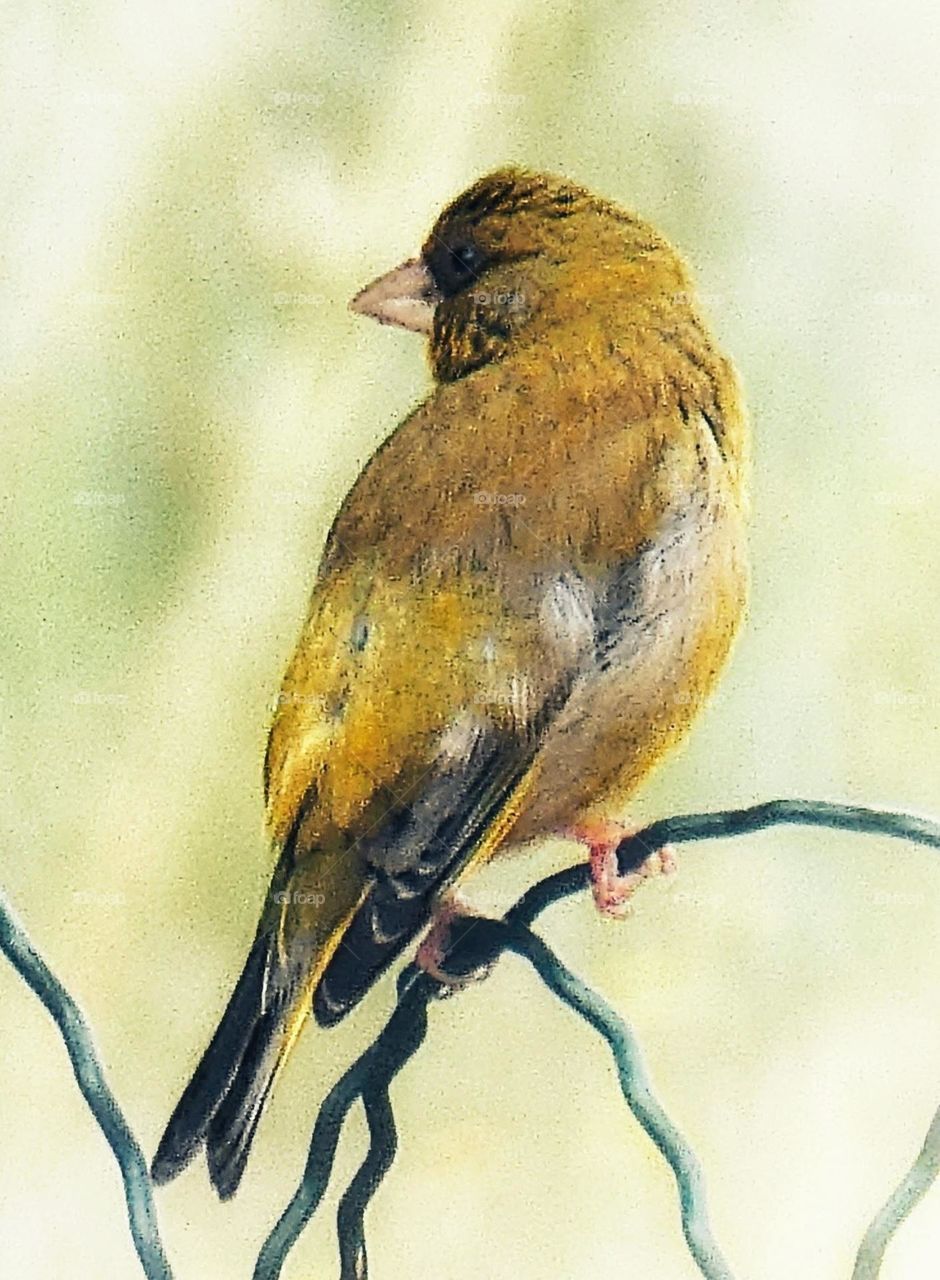 Soft focus close-up of a green finch perched on a green wire fence with a background muted pale green