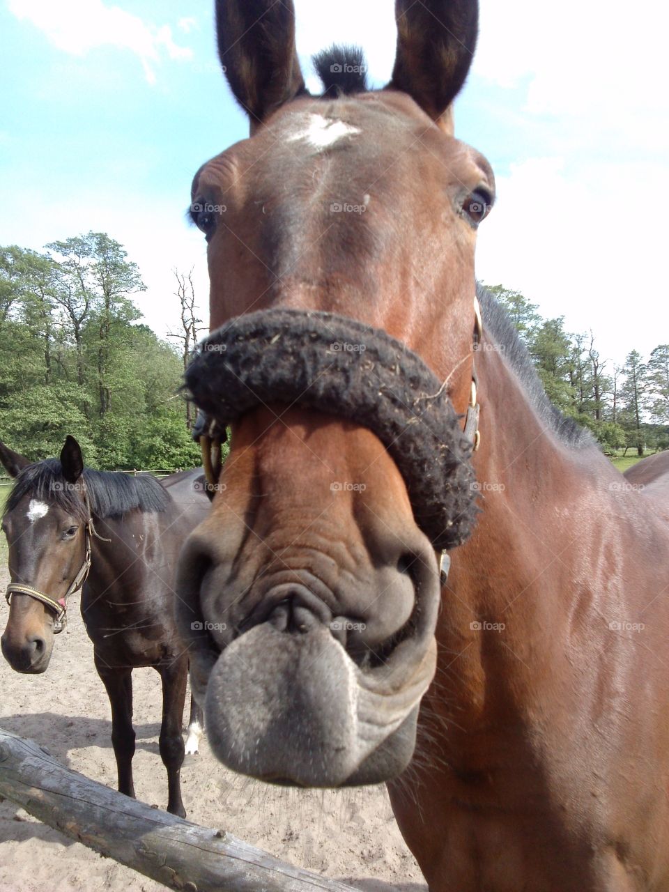 Horse. can you do like this with your face