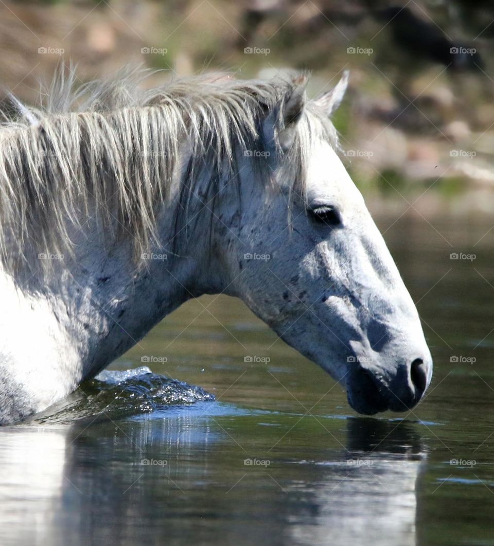 Wild Horse Wading Across River