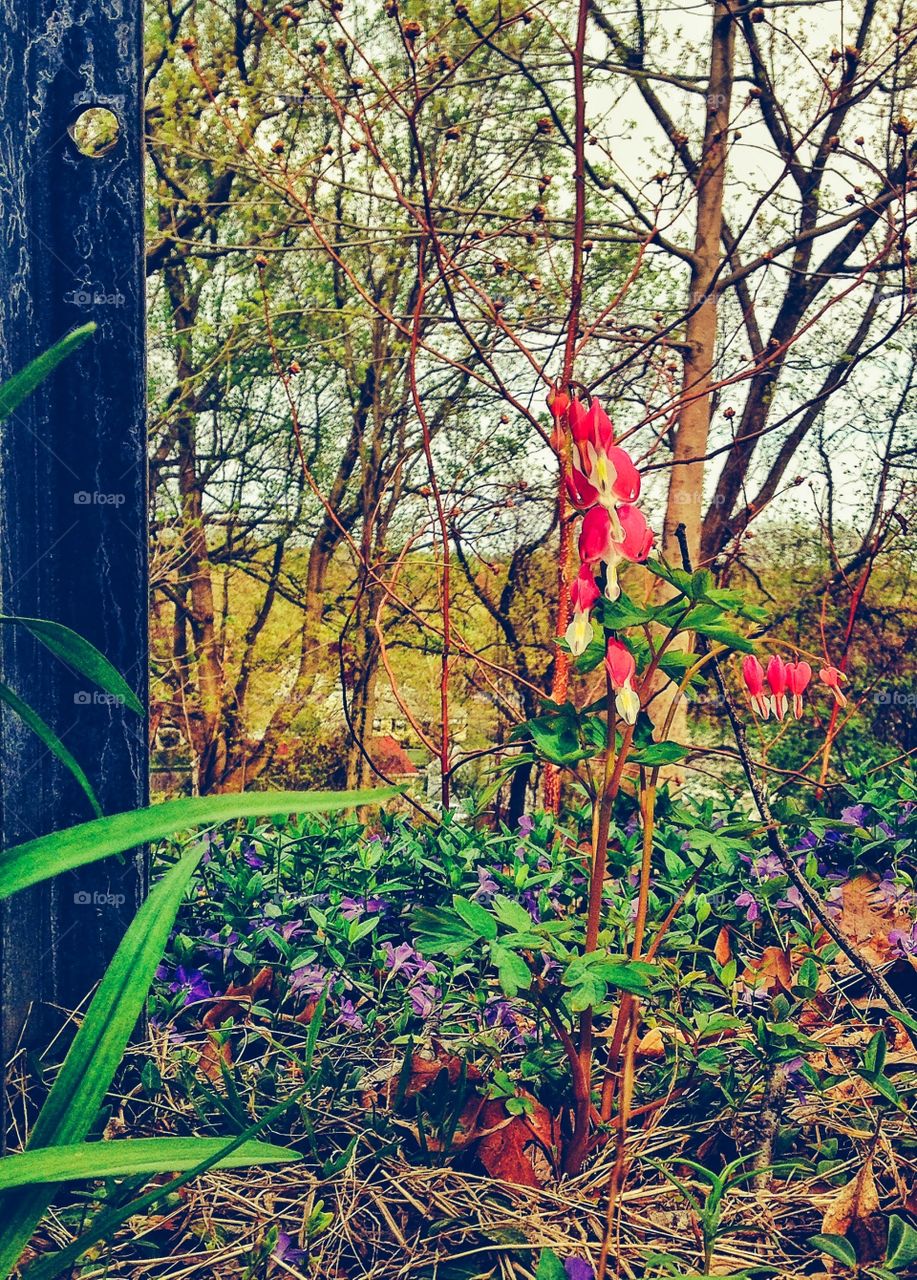 Bleeding hearts . Bleeding hearts 