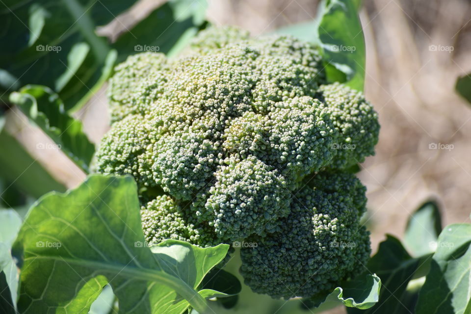 Homegrown Broccoli Goodness