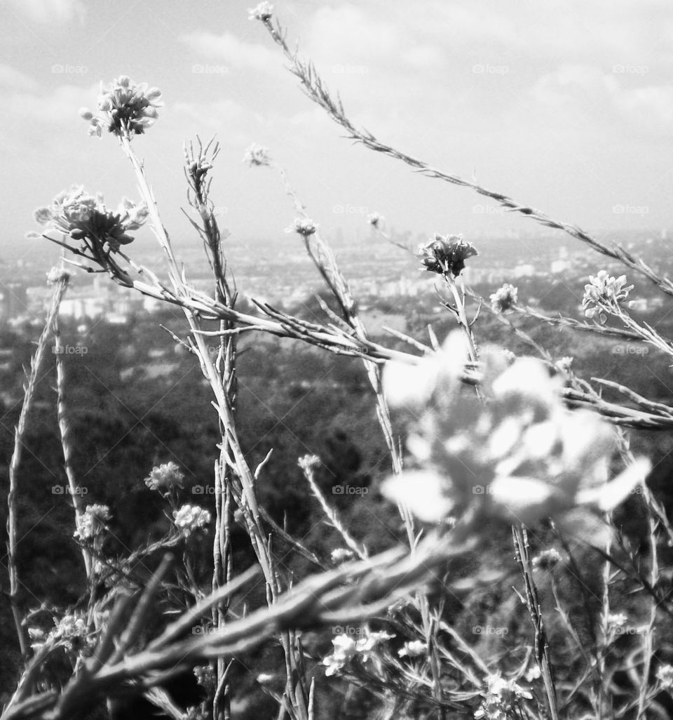 Black and white of wildflower