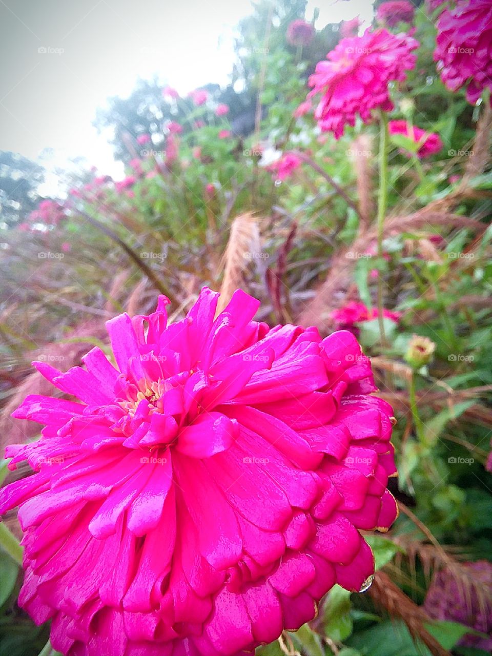 Bright flowers on a dark day