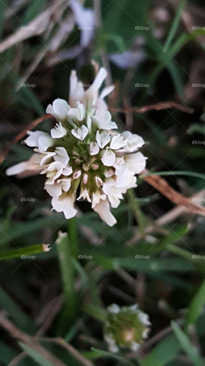 closeup clover