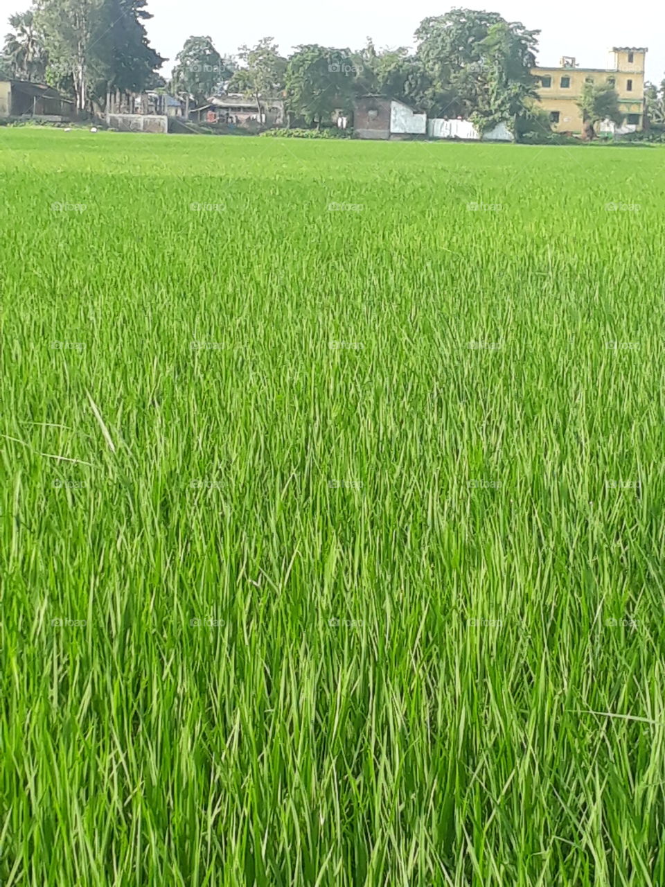 beautiful rice tree in Purdy filled