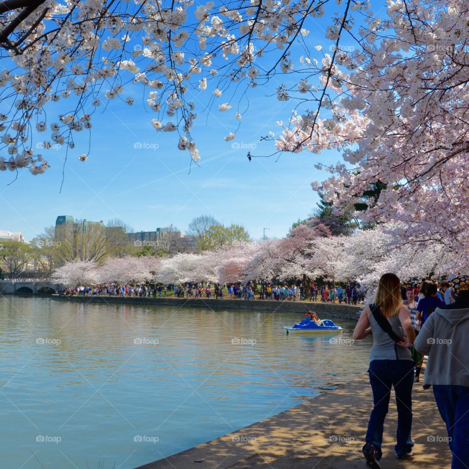The Tidal Basin in Washington DC at cherry Blossom time