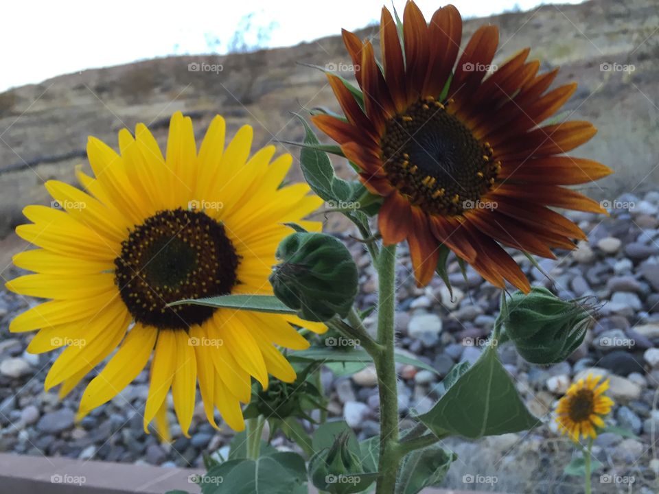 Sunflower friends.