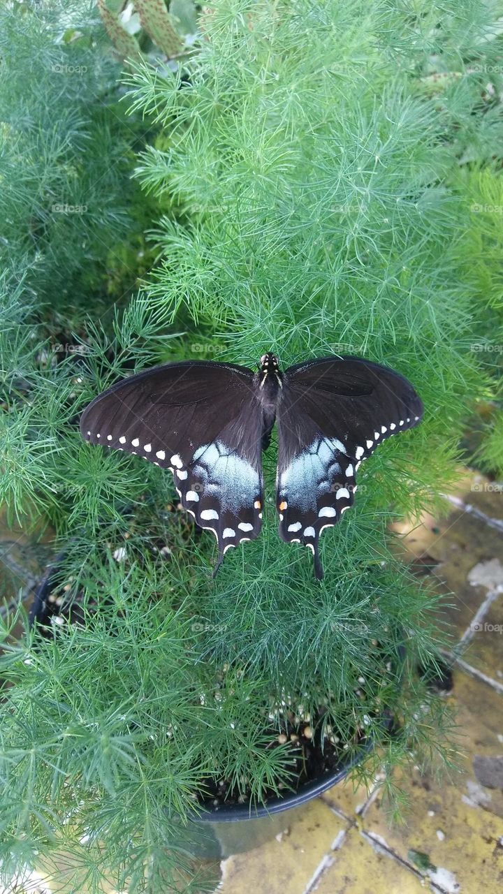 beautiful work from God