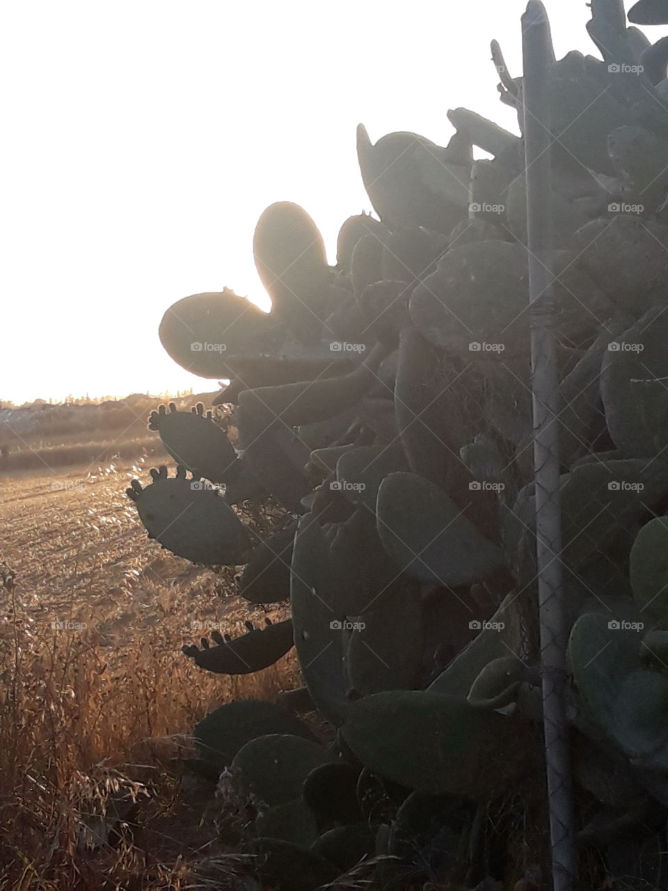 cactus in super sun shine