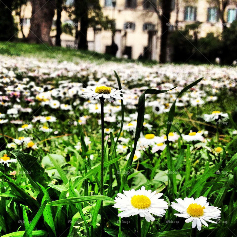 Daisies lined up