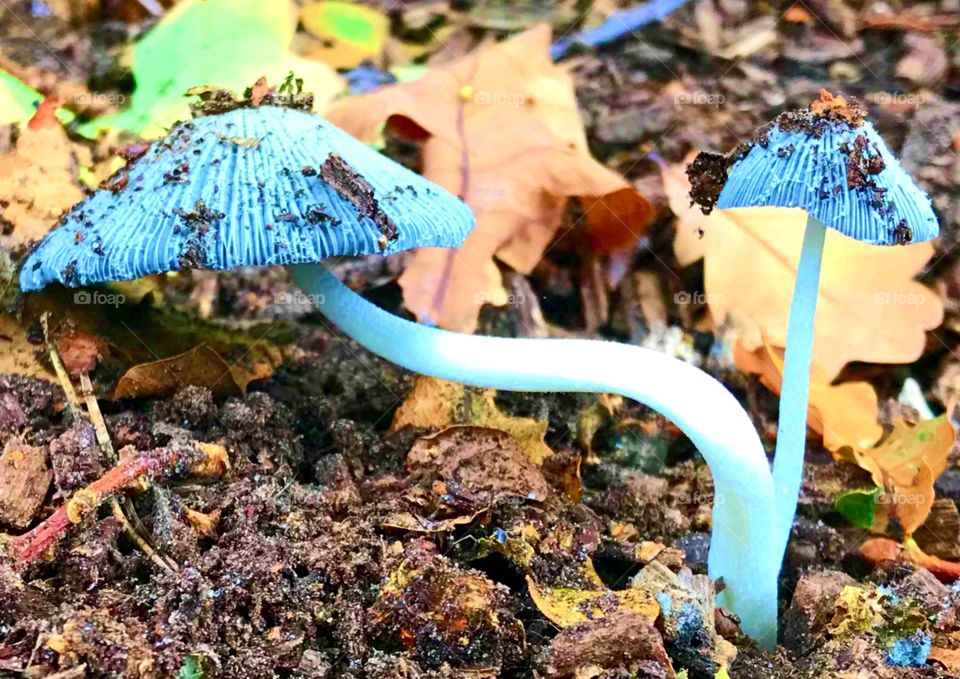 Blue mushroom!