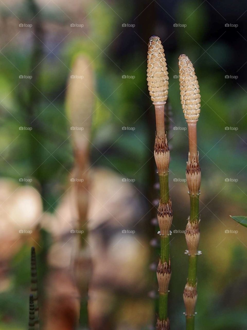 On the bank of the stream
