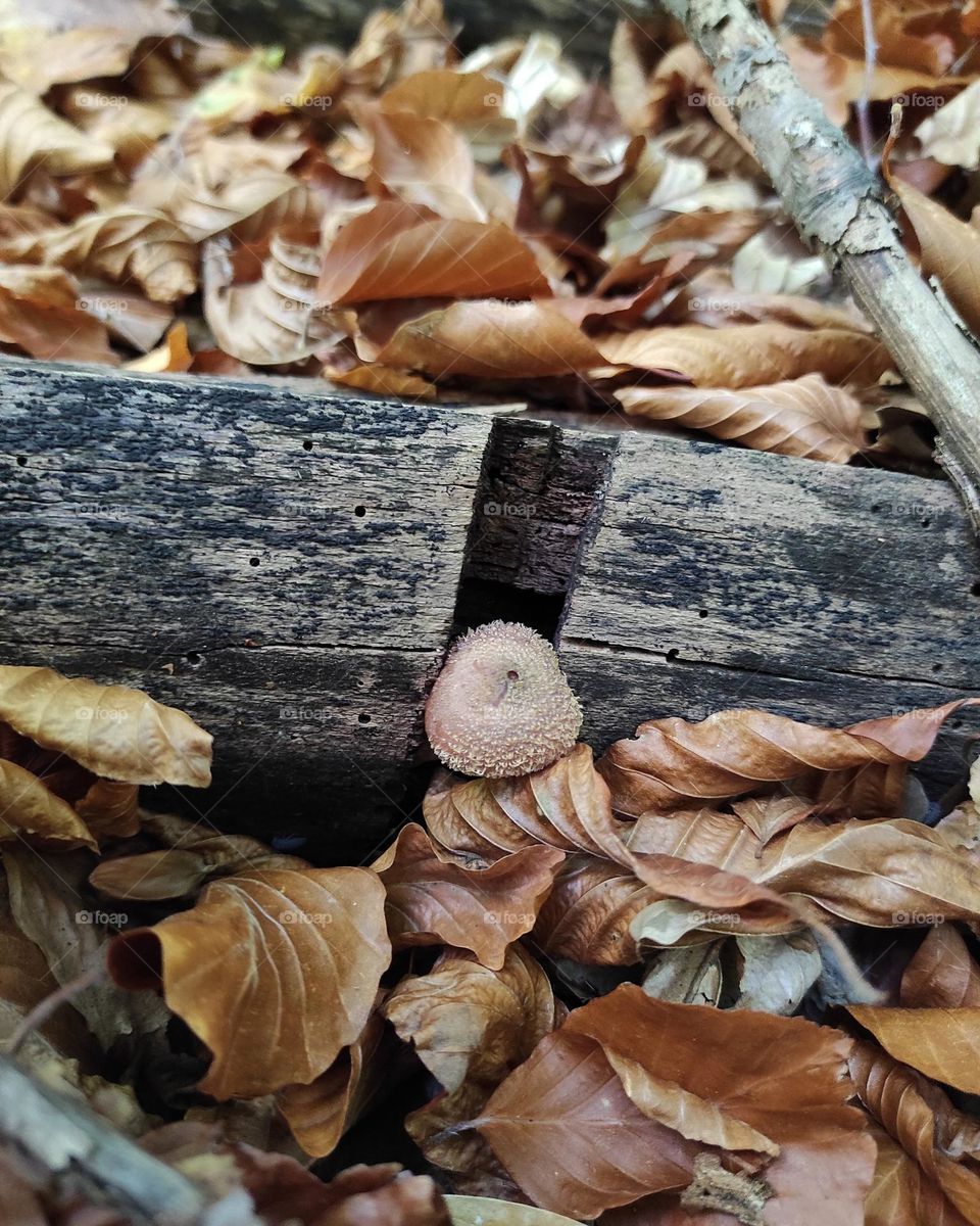 small mushroom mushroom on an old tree in the autumn forest close-up