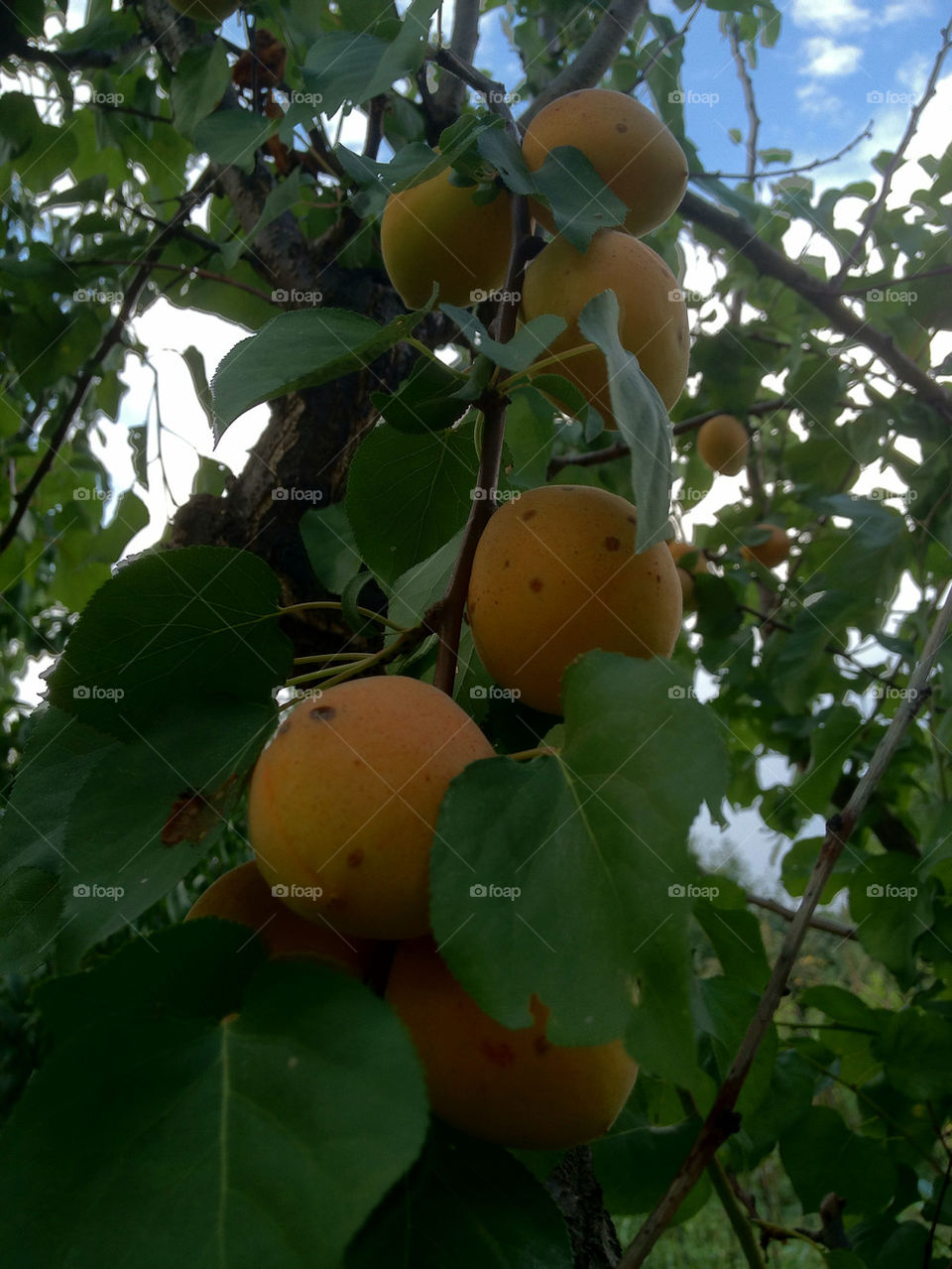 green fruits romania apricot by ic.stancu