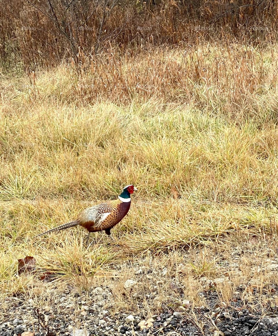 Pheasant walking in the grass