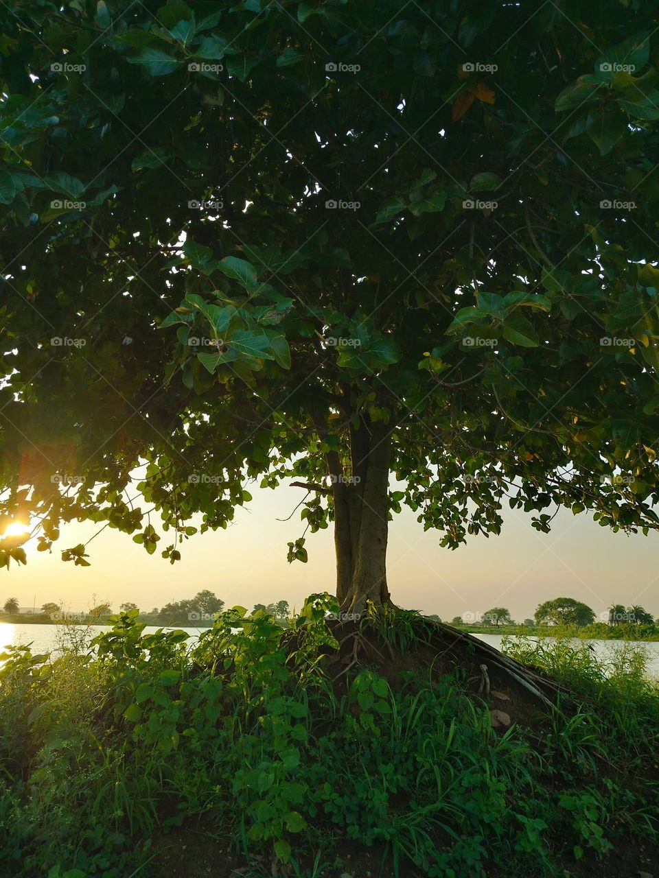tree has a deep connection with mud