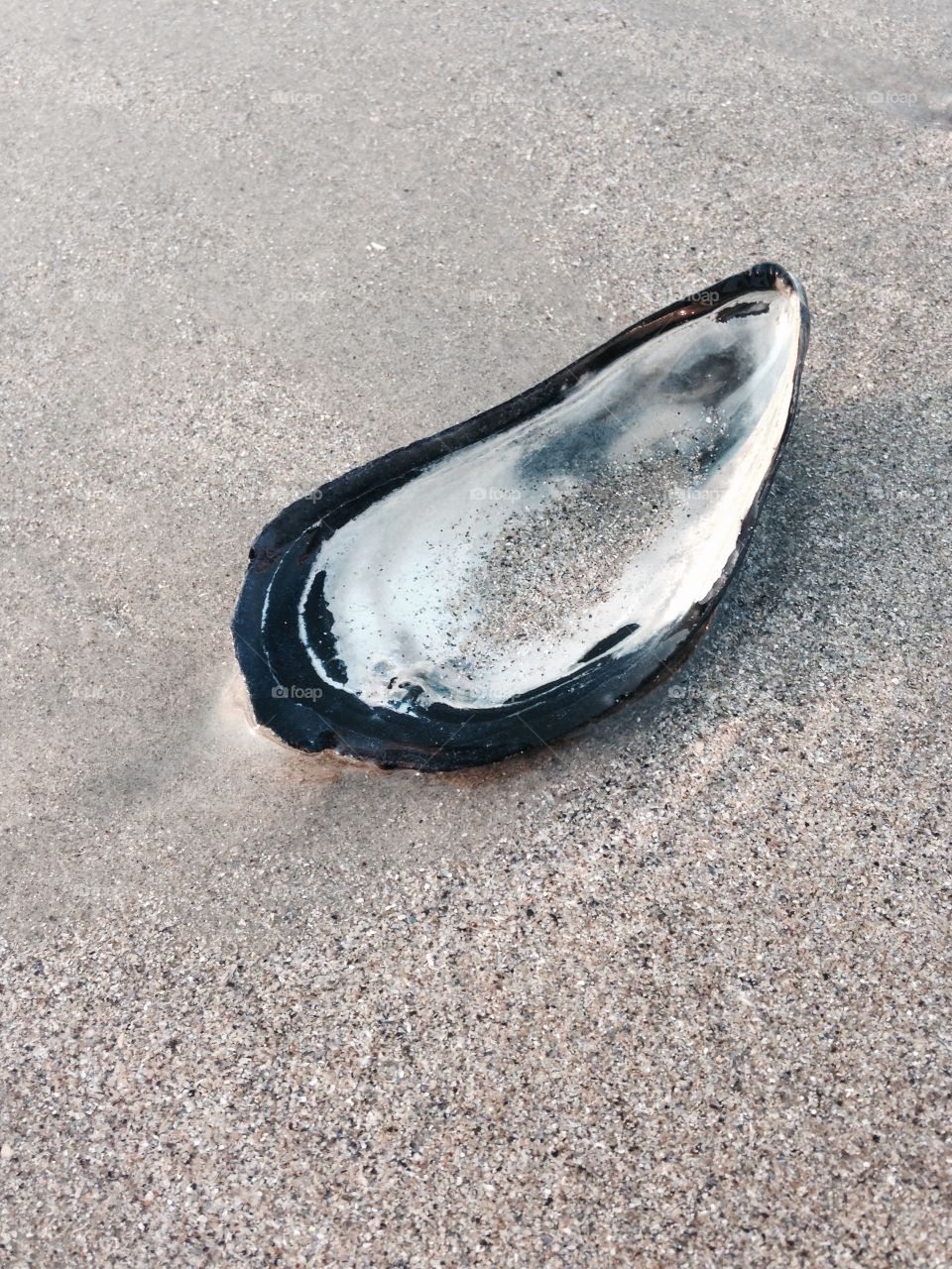 Sands of time. A beautiful sea shell on the Maine coast