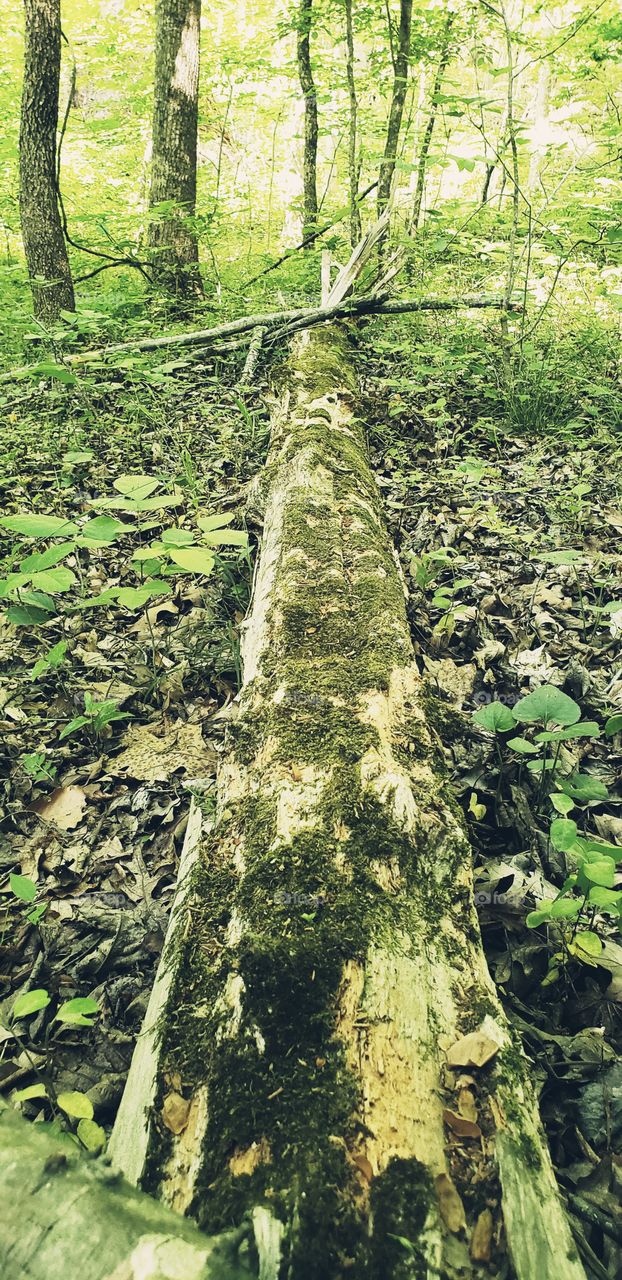 mossy tree fallen in the forest