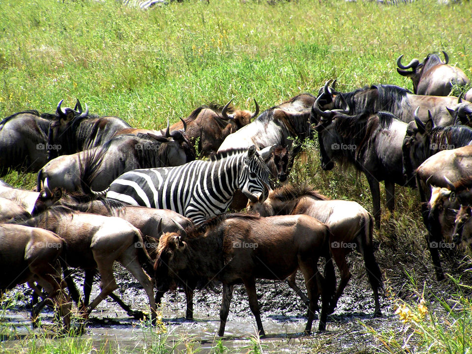 Zebra among the wildebeests