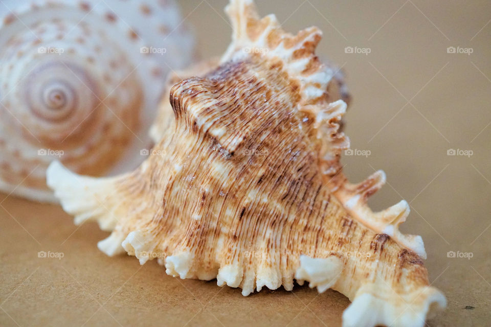 Close-up of conch shell