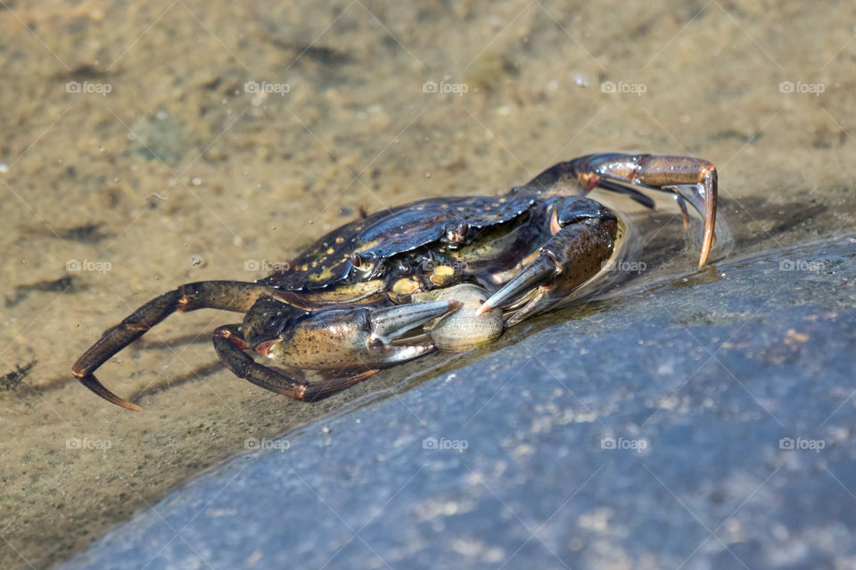 Crab grabbing a sea snail - krabba griper tag i en snäcka på klippan 