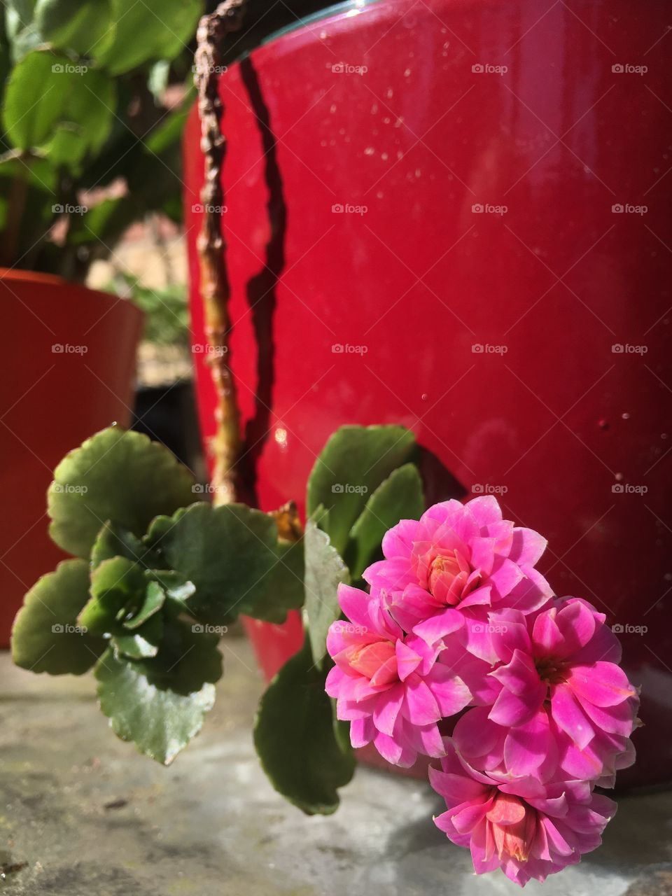 Pink Kalanchoe (Flaming Katie) double flower with leaves hanging in front of a red ceramic planter