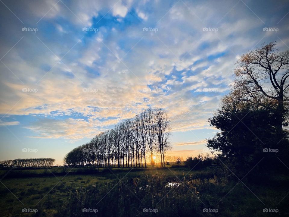 Sunset landscape trees