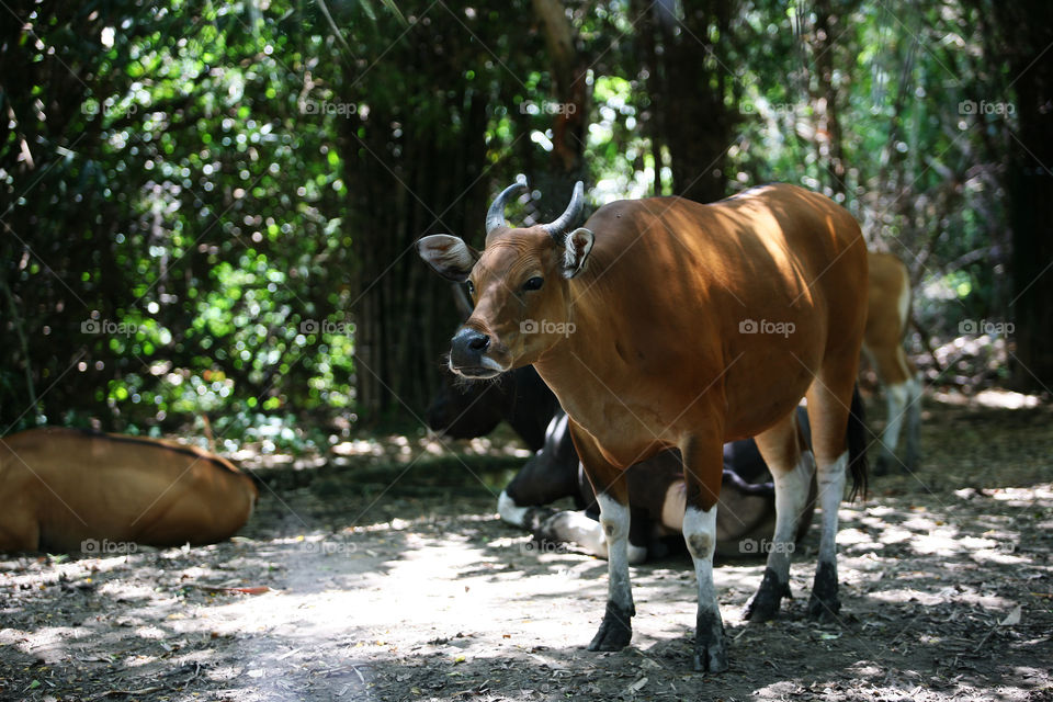 Banteng (Bos javanicus) - is a species of wild cattle found in Southeast Asia 