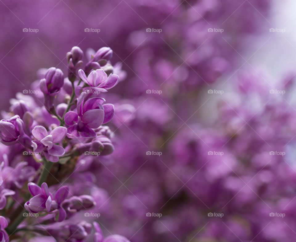 spring lilac close up view . natural background