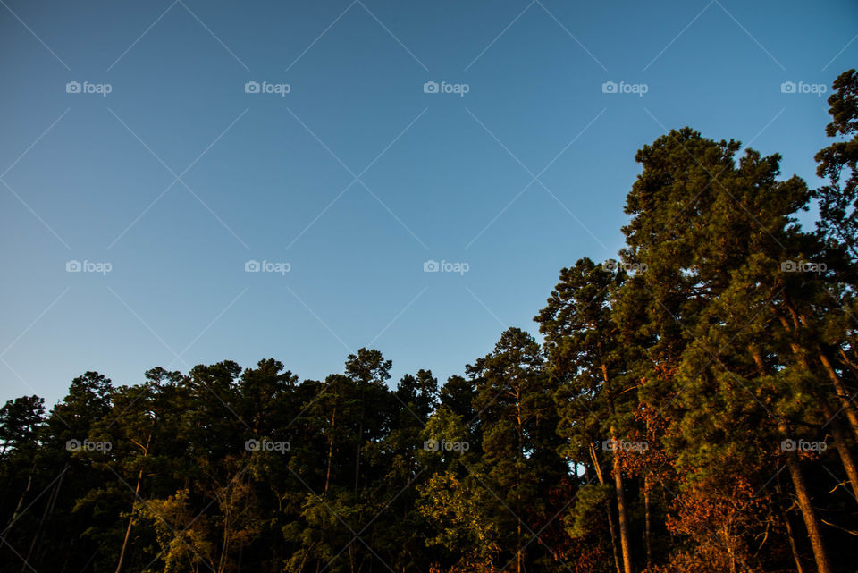 trees. trees at broken bow lake in oklahoma