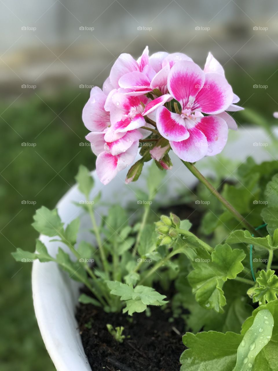 Pink flowers in poted plant