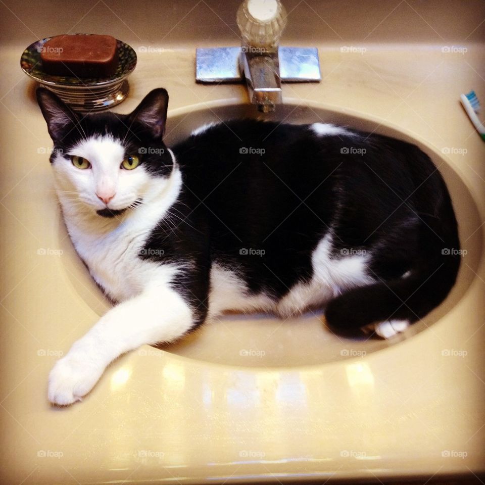 Sink cat