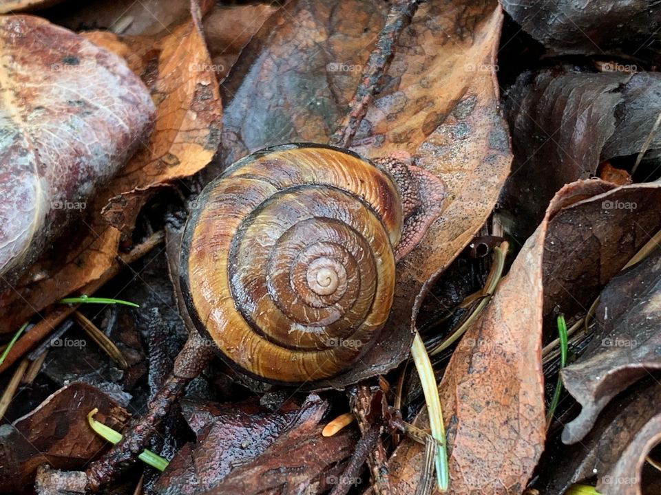 Pacific Sideband snail