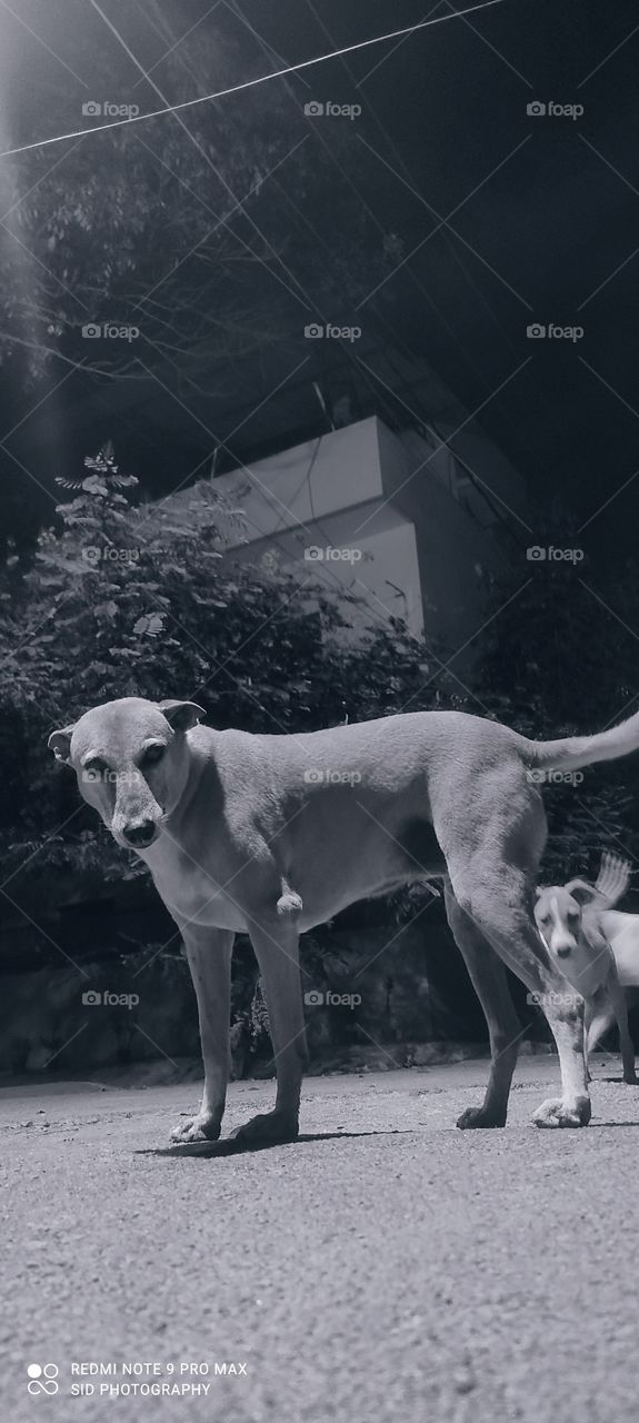 Dogs(paw 🐾 friends) , they know how to fix you without ever saying a word.