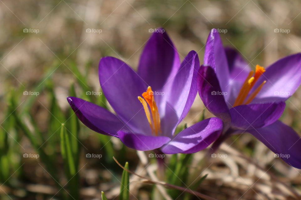 Crocus