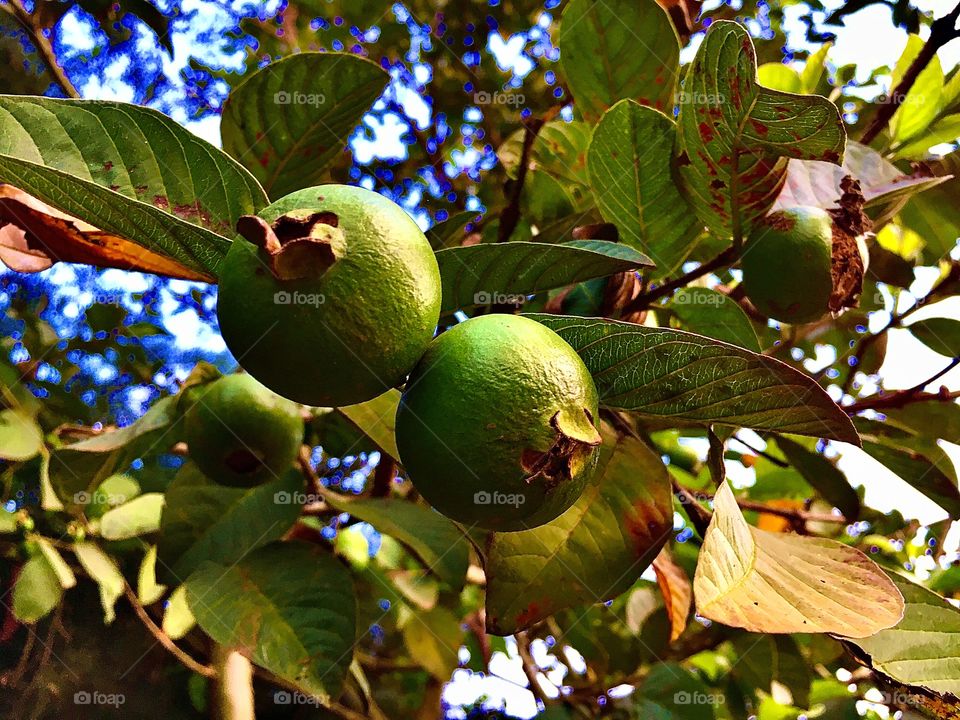Guavas 