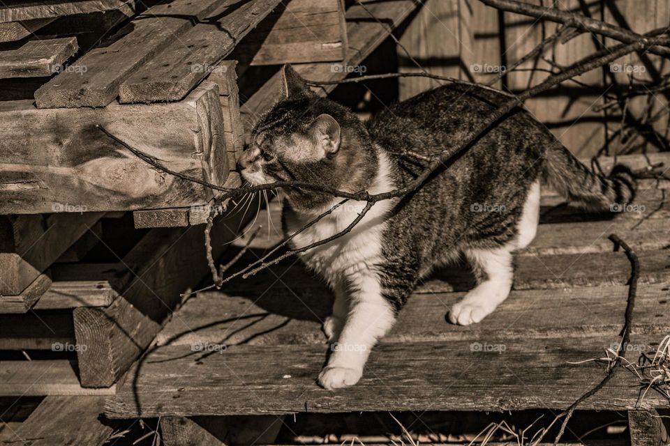 curious cat snooping around the pallet pile