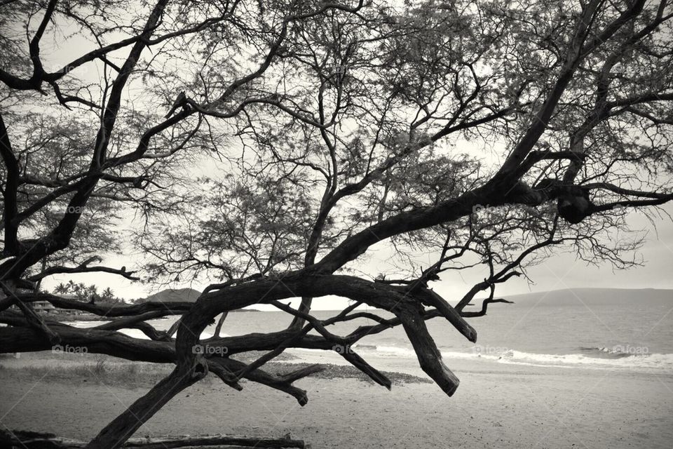 Beach tree