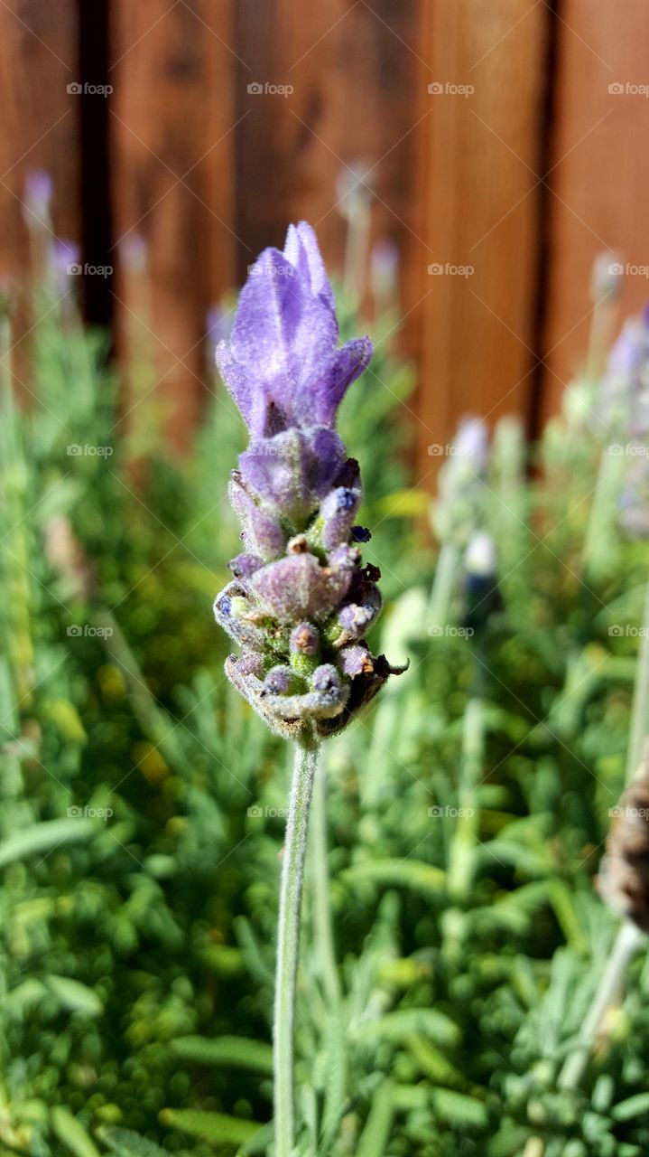 lavender bud