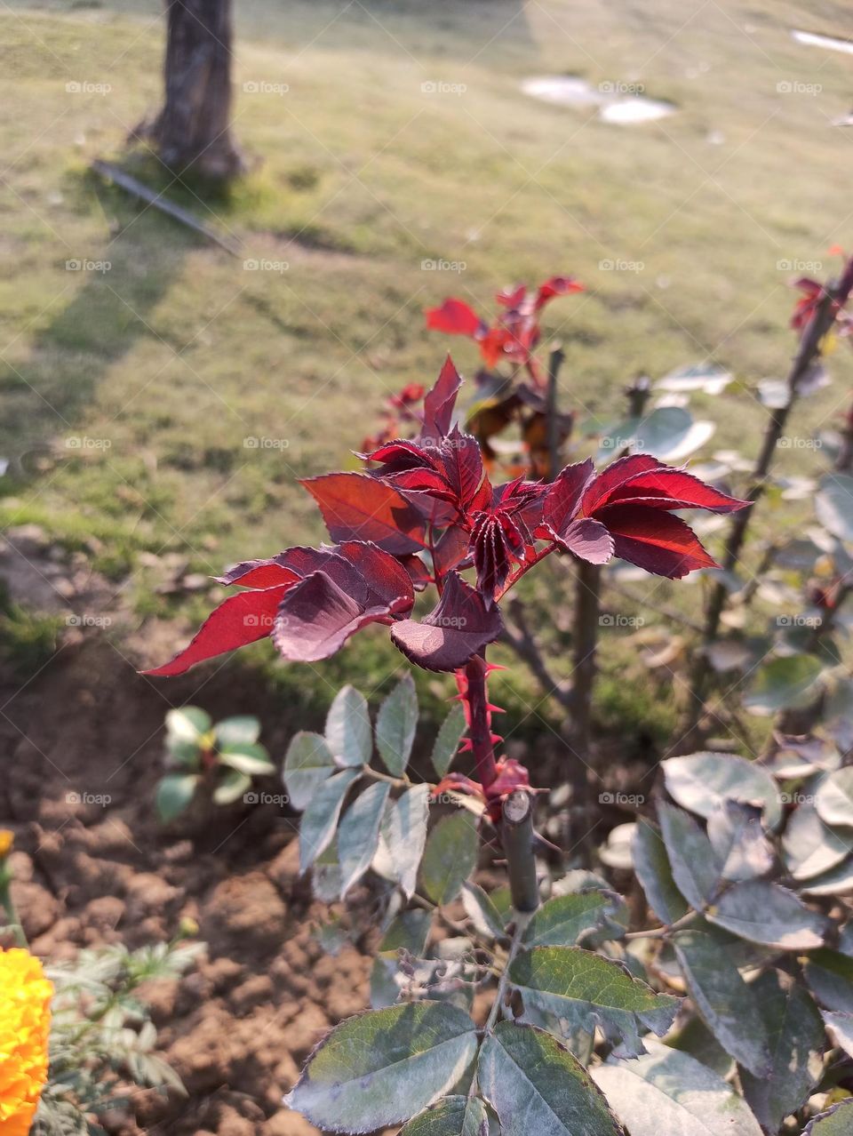 red flower