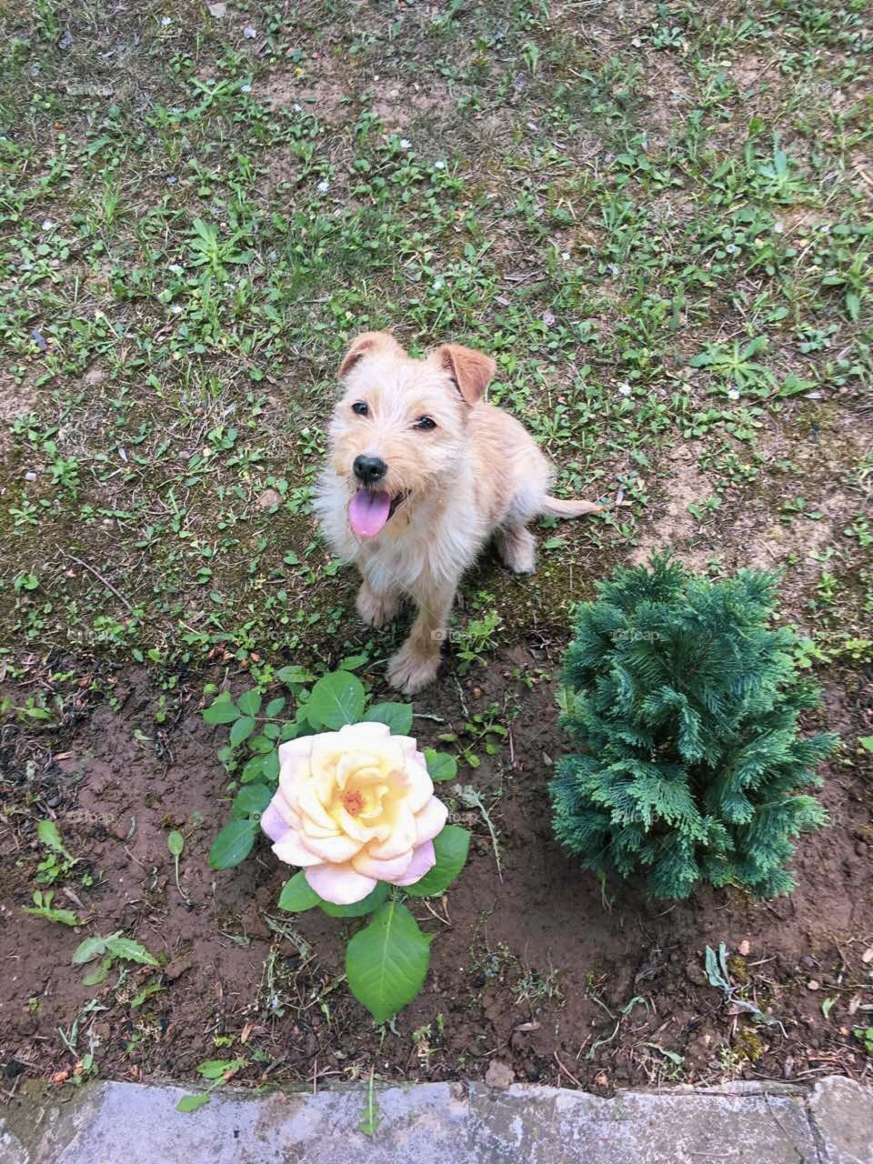 Favourite smile 😃🥰🐕📸