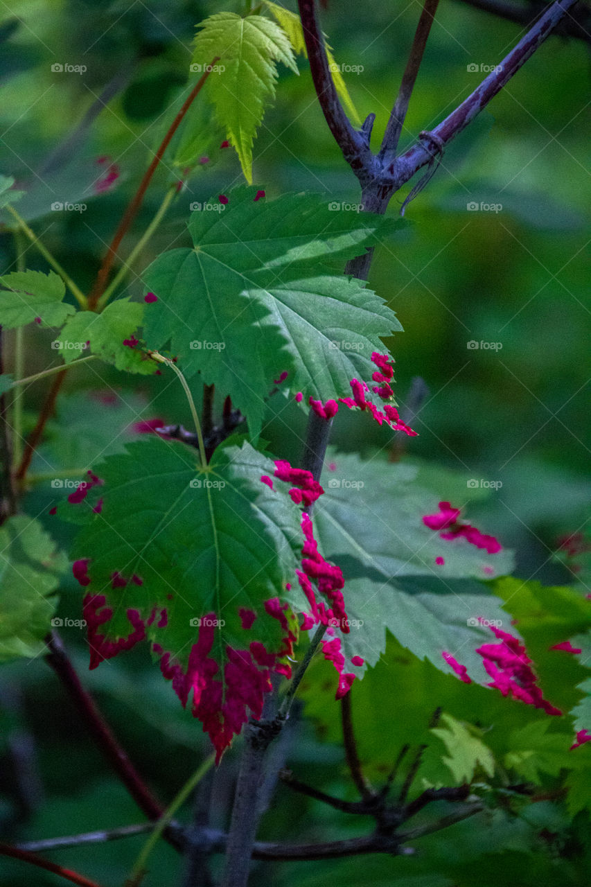 Poison Oak