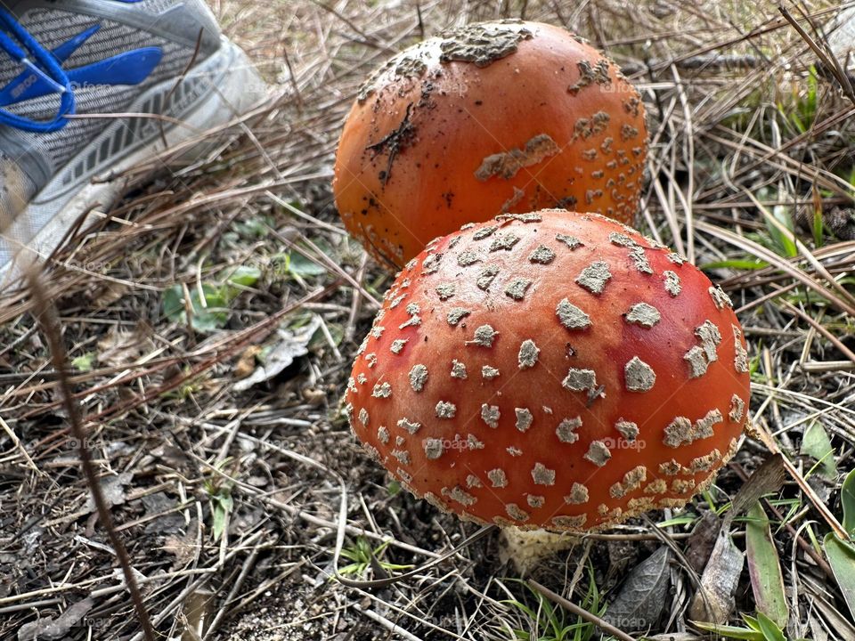 Famous, enchanting and highly toxic. Fly agaric is the home of fairies and magical creatures and a lover of birch woodland, where it helps trees by transferring nutrients into their roots, but if eaten can cause hallucinations 