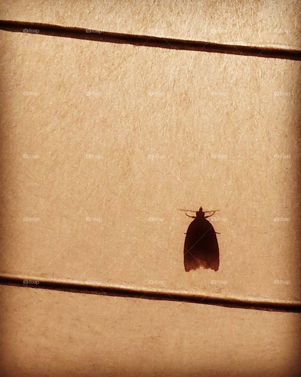 Moth in
