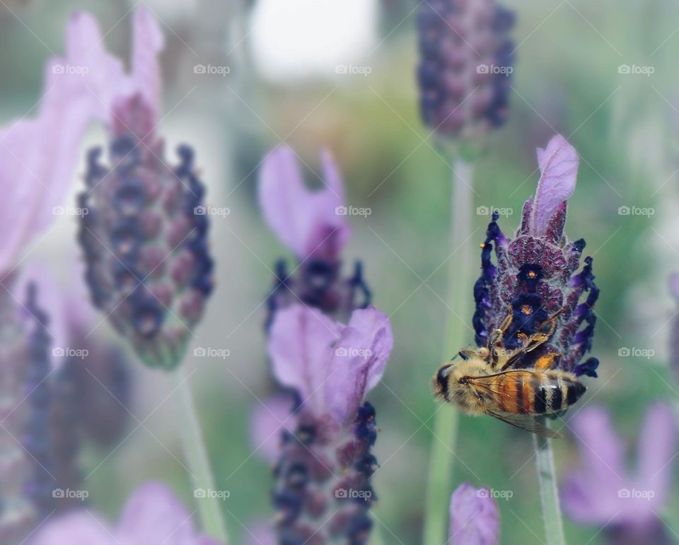 A honeybee collects food from the beautiful purple lavender plant during the summer months in Washington State