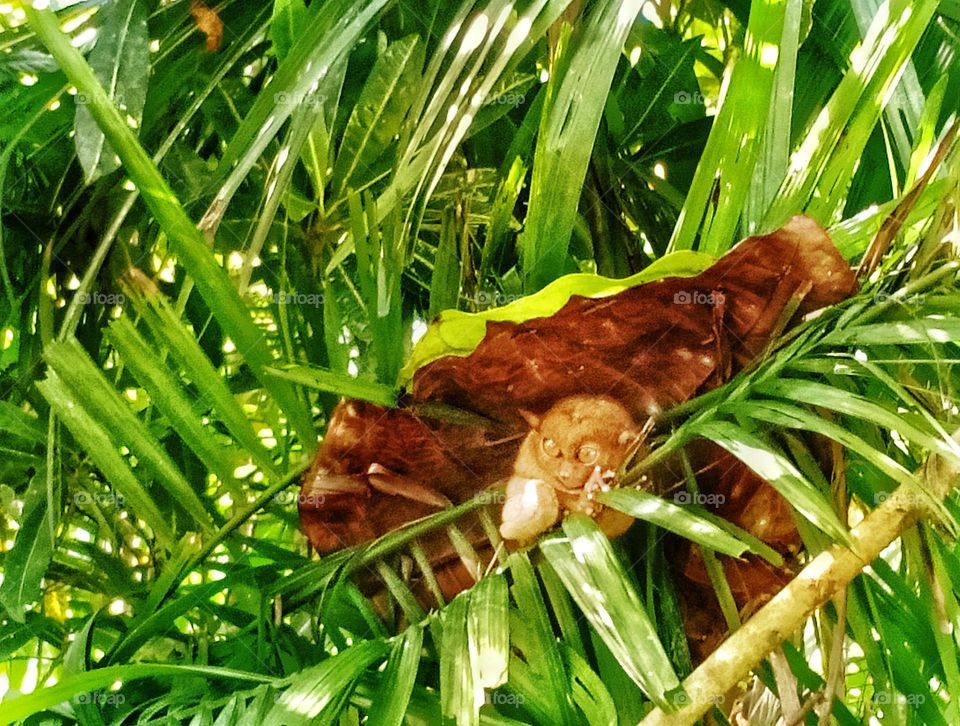 Tarsier in Bohol, Philippines