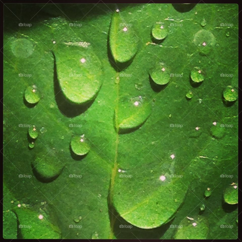 Green leaf with water droplets 