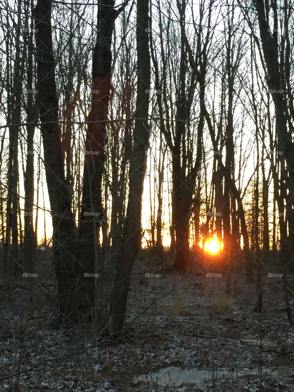 Sunrise in the woods