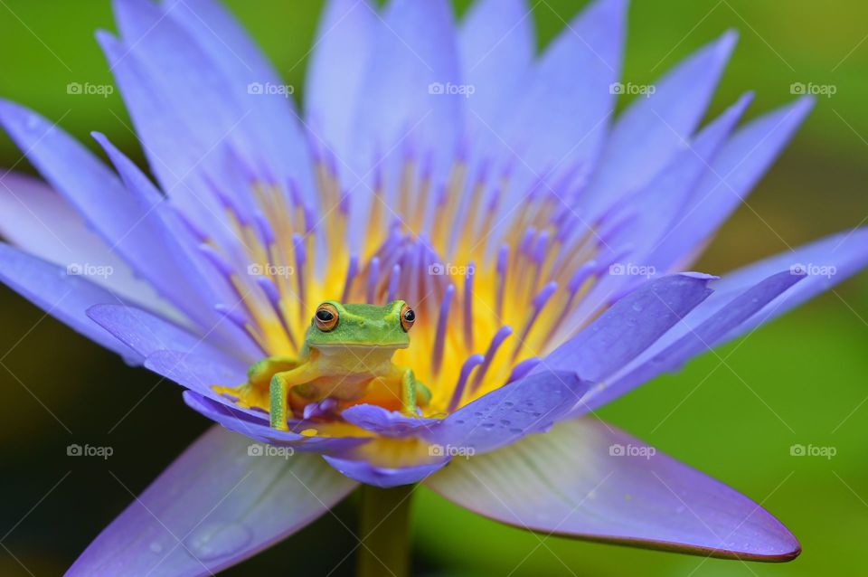 The frog sat on the flower