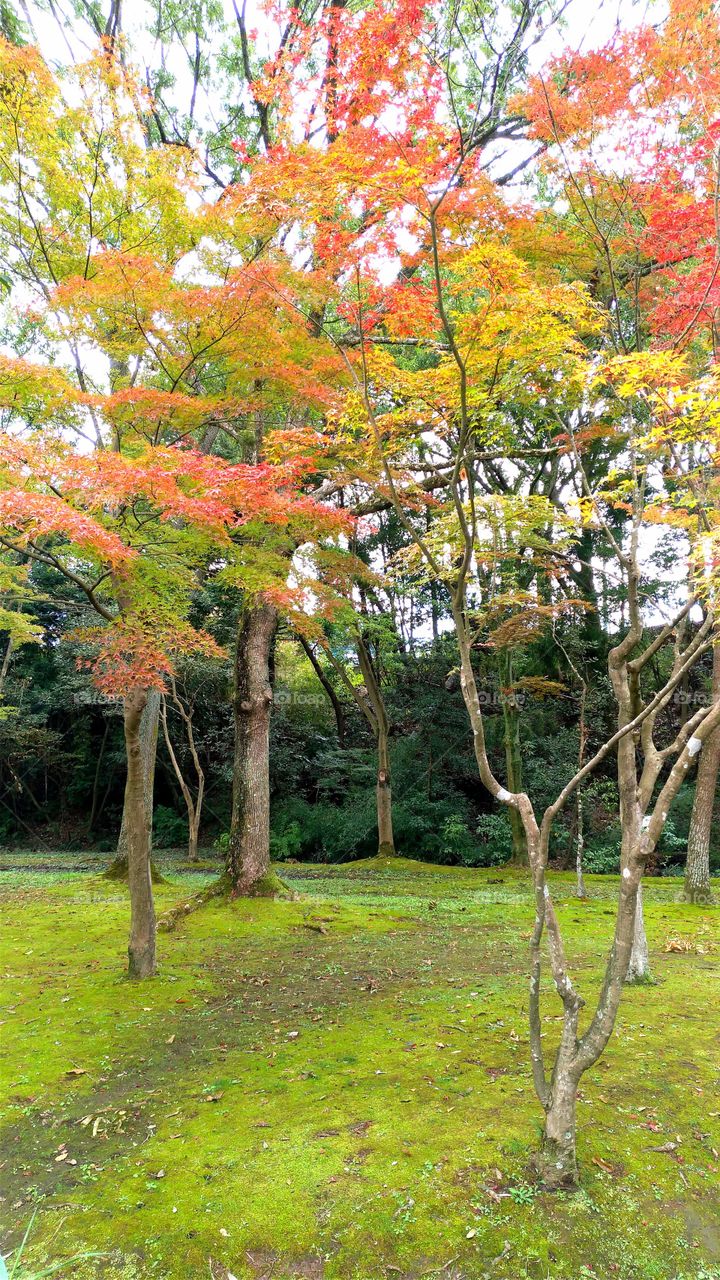 Golden red leaves